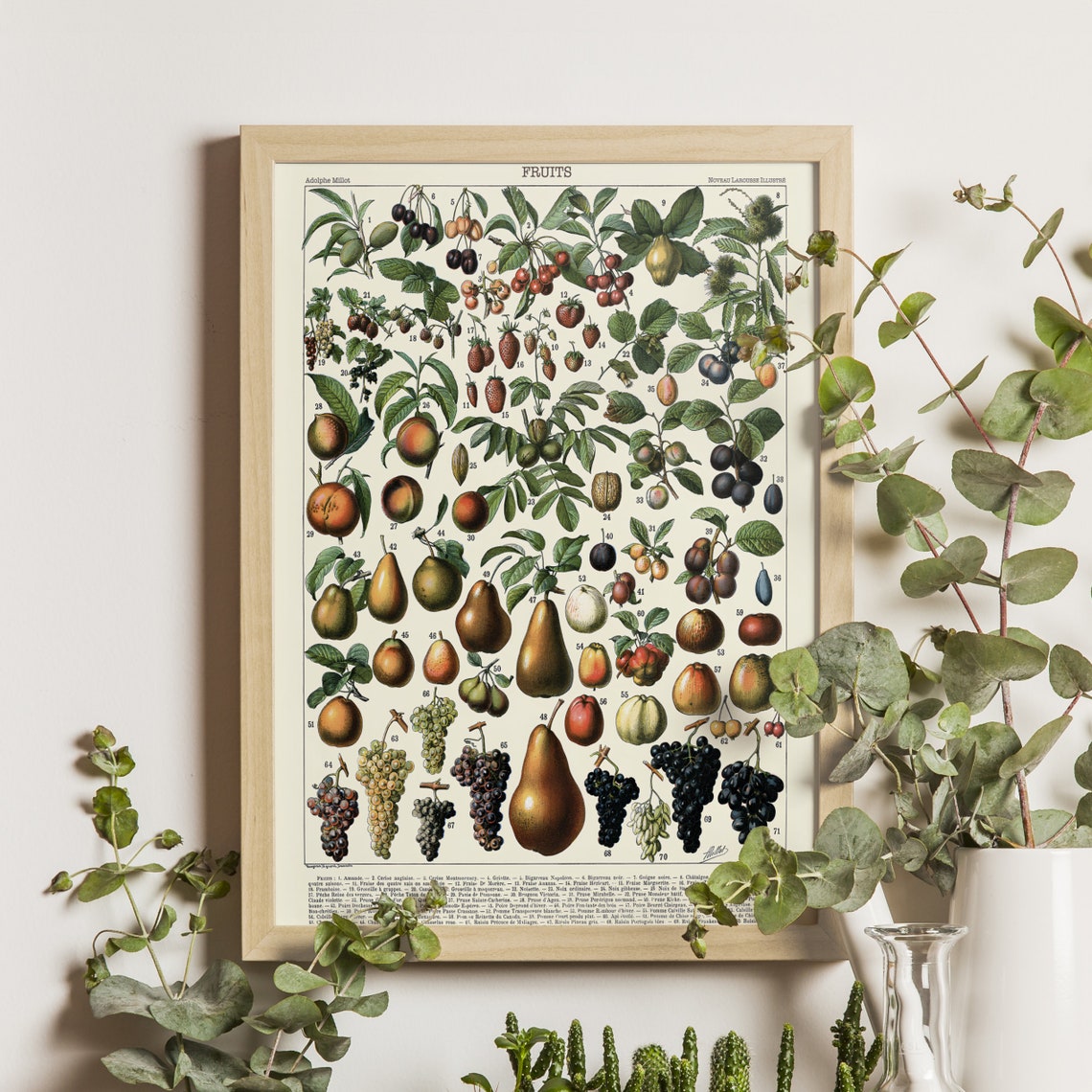 Adolphe Millot Vintage Fruits Botanical Chart Kitchen Poster