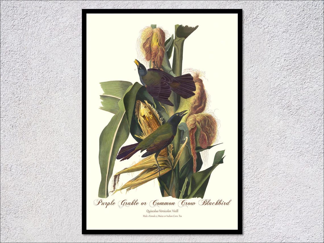 Purple Grackle Common Crow Blackbird Audubon Vintage Bird Art Print
