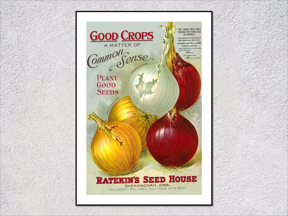 Ratekins Seed House Giant Onions Common Sense Vintage Vegetable Poster