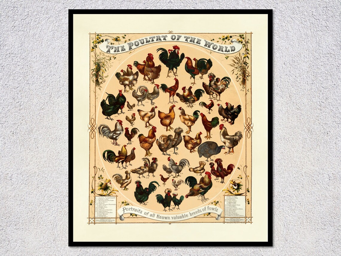 The Poultry Of The World 1868 Vintage Poster