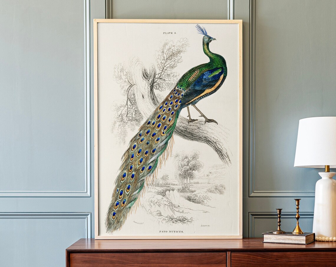 Vintage Peacock Wall Art, Bird Decor Poster