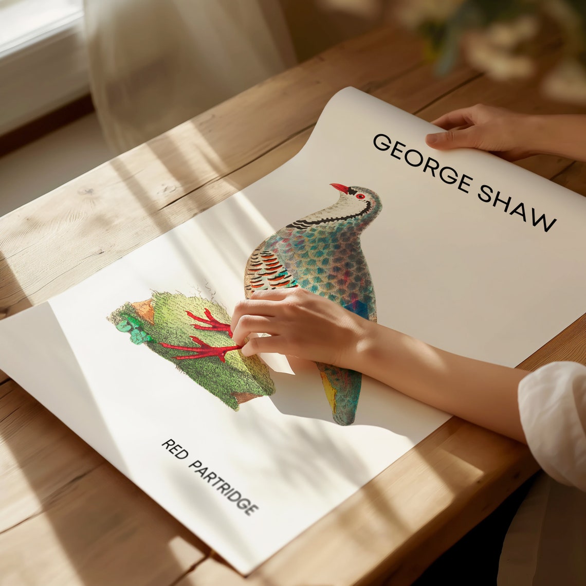 Classic George Shaw Red Partridge Vintage Bird Illustration Poster - Image 2
