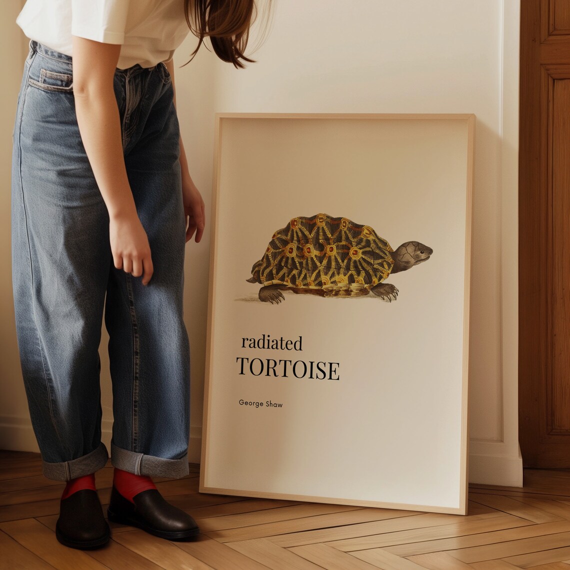 Radiated Tortoise Antique Illustration by George Shaw Poster - Image 3