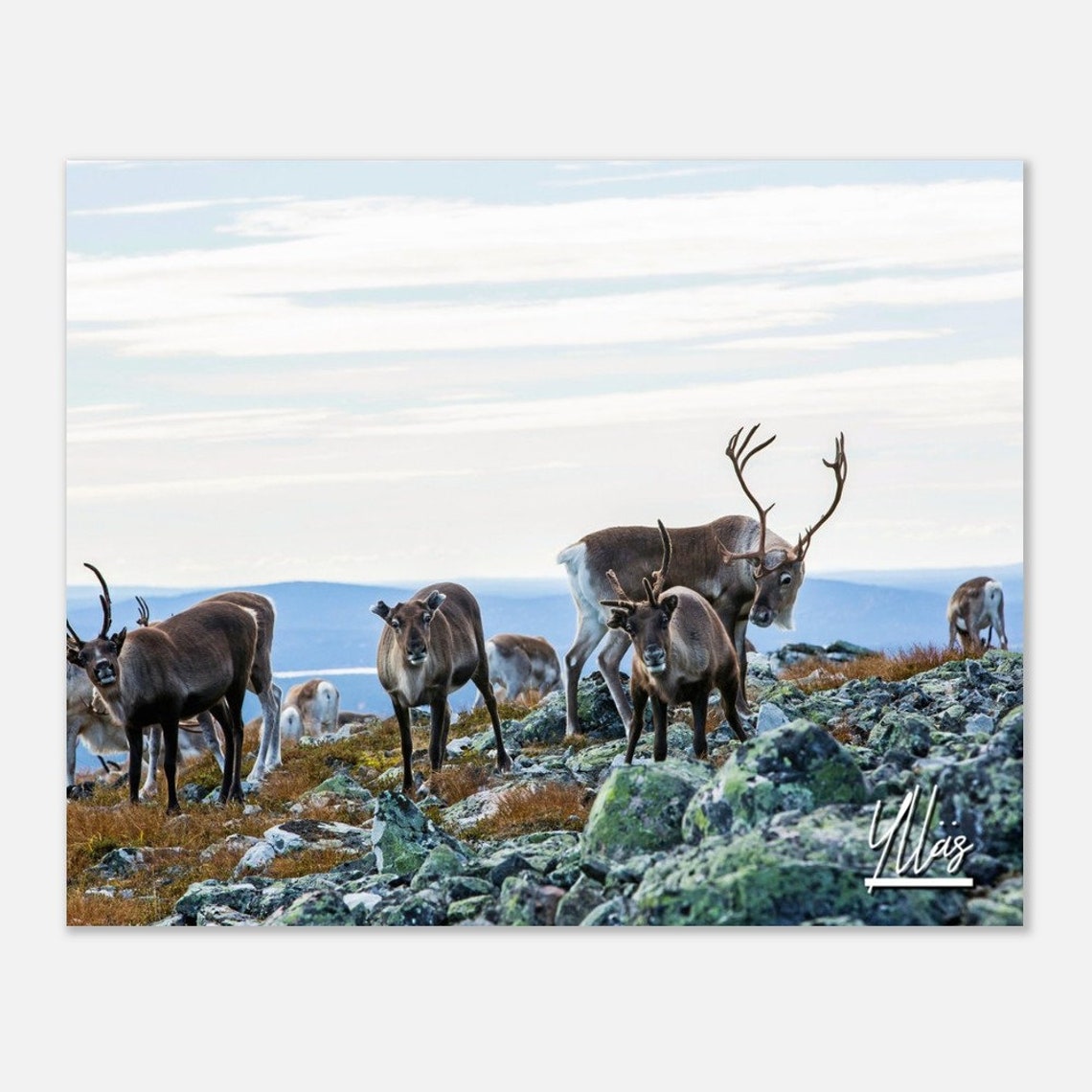 Ylläs Finland Reindeer Herd Fell Autumn Tundra Nature Poster