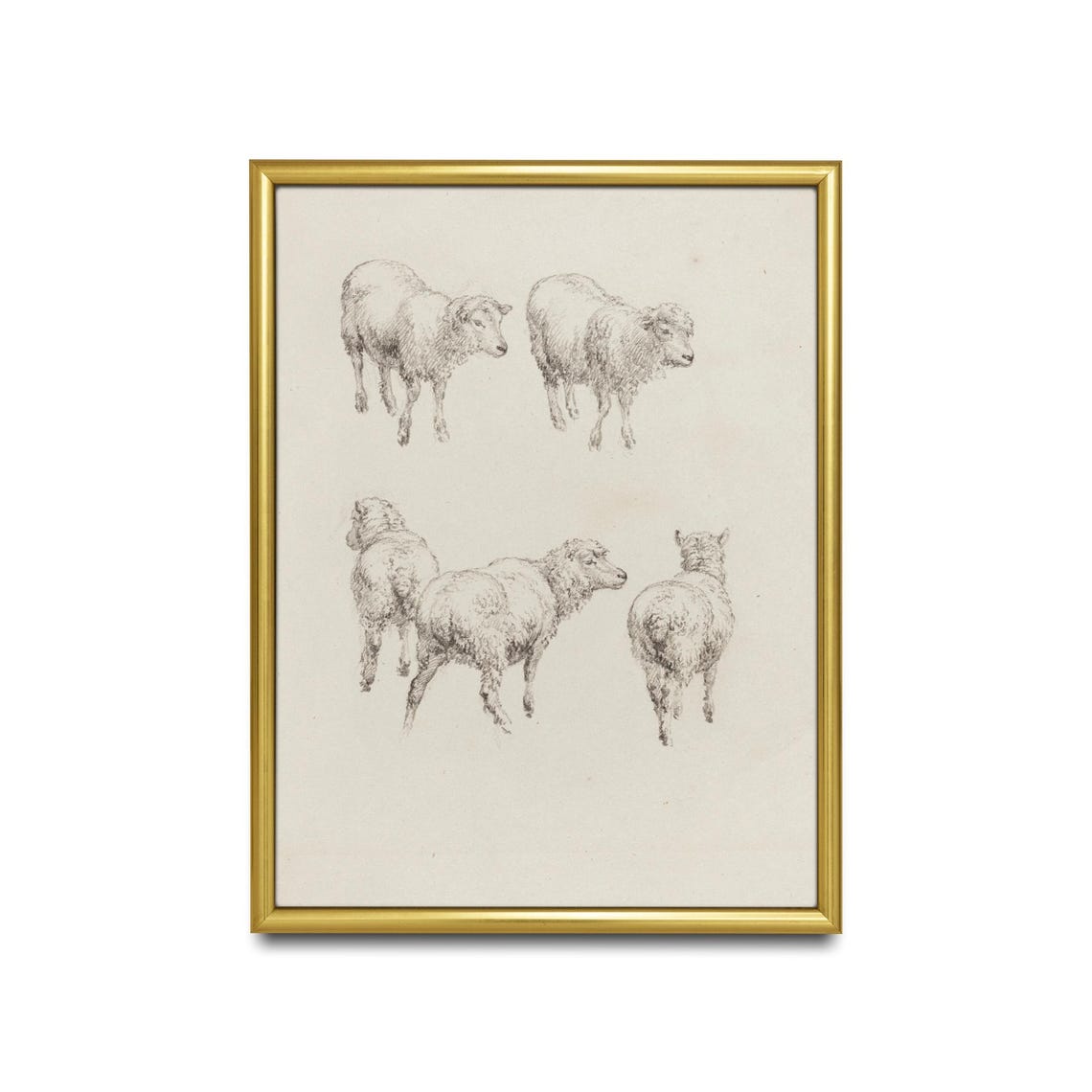 Five Sheep Vintage Pencil Sketch Animal Study Drawing Poster - Image 2