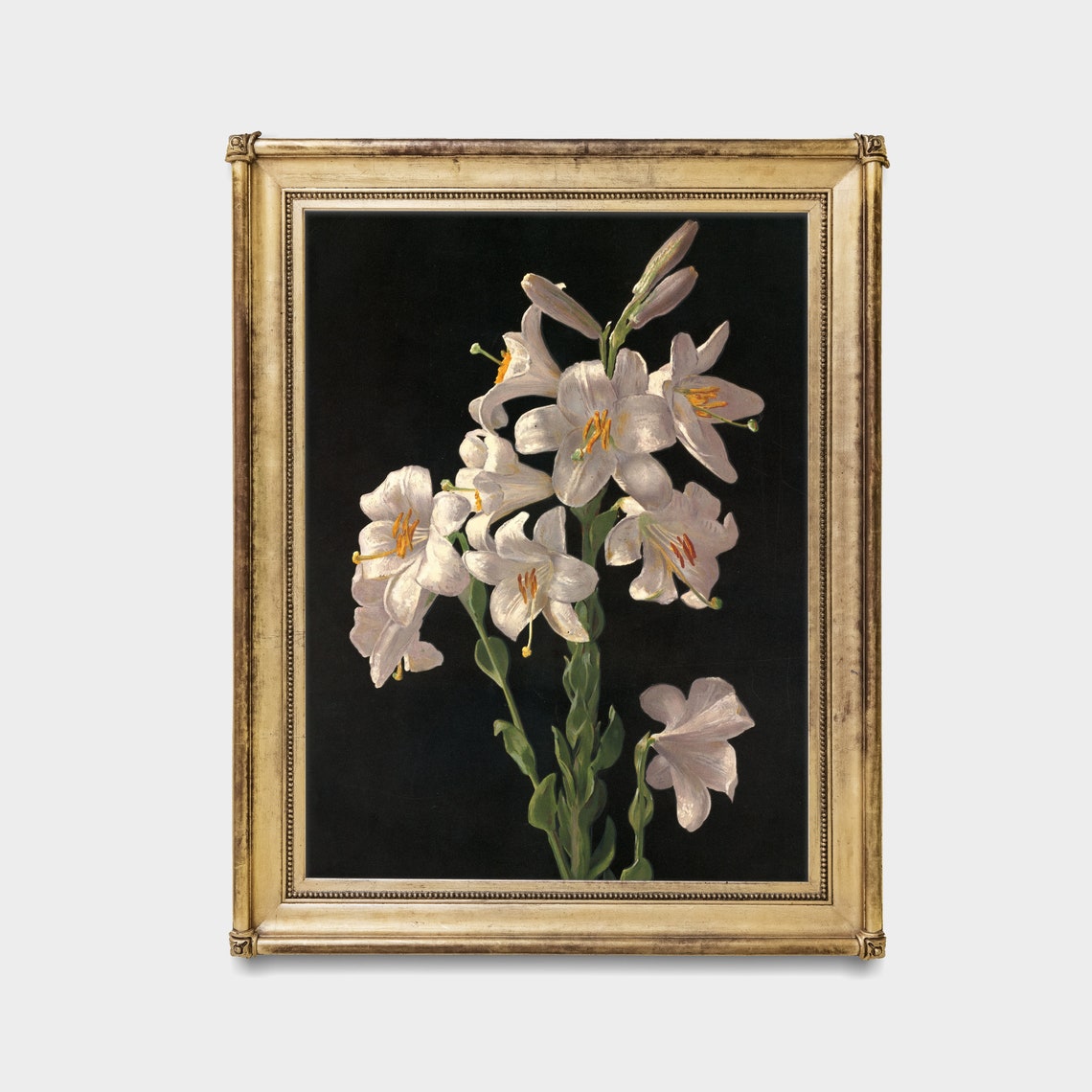 Elegant White Lilies Blooming Against a Deep Black Background Poster - Image 4