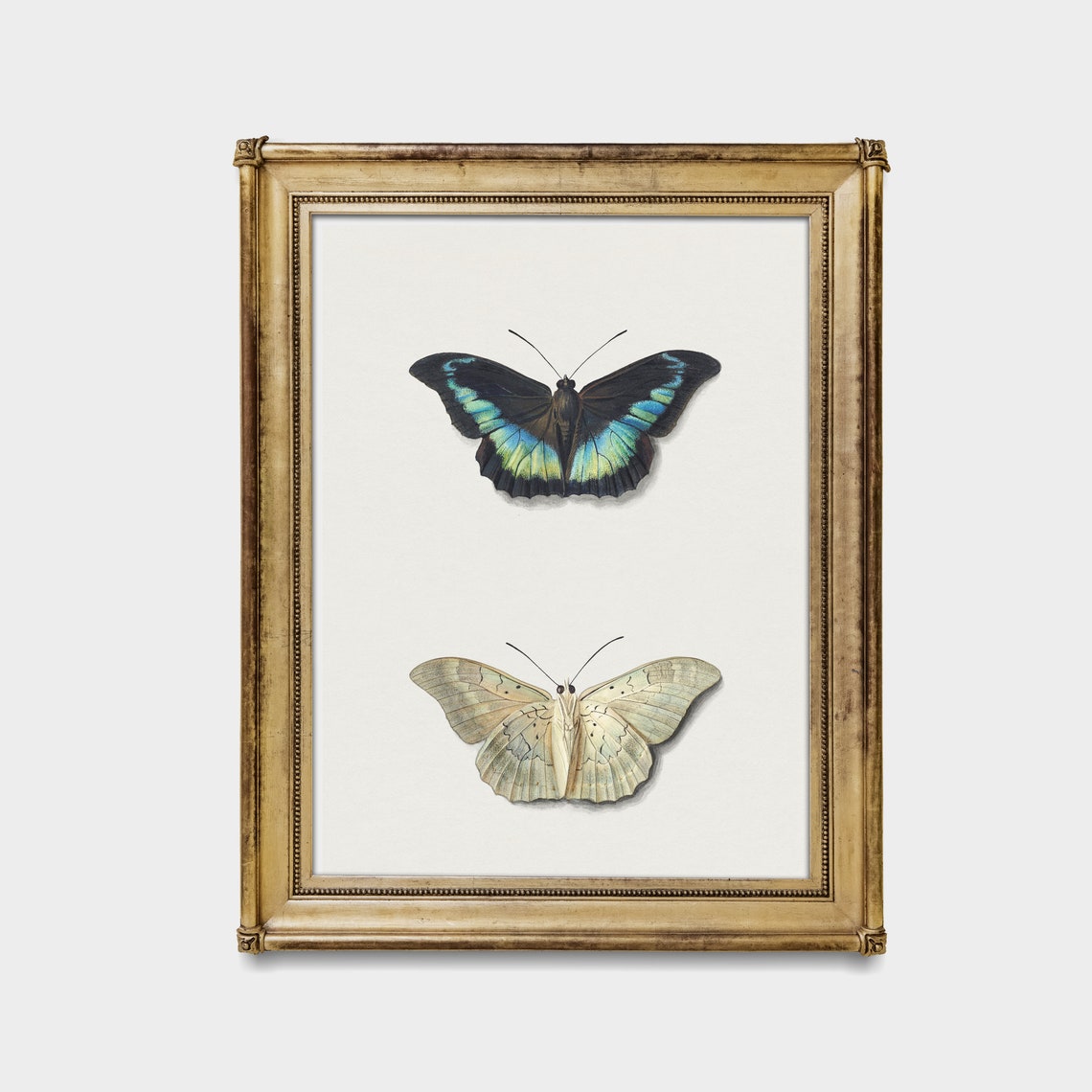 Antique Butterfly Pair Vintage Scientific Illustration Classic Poster - Image 4