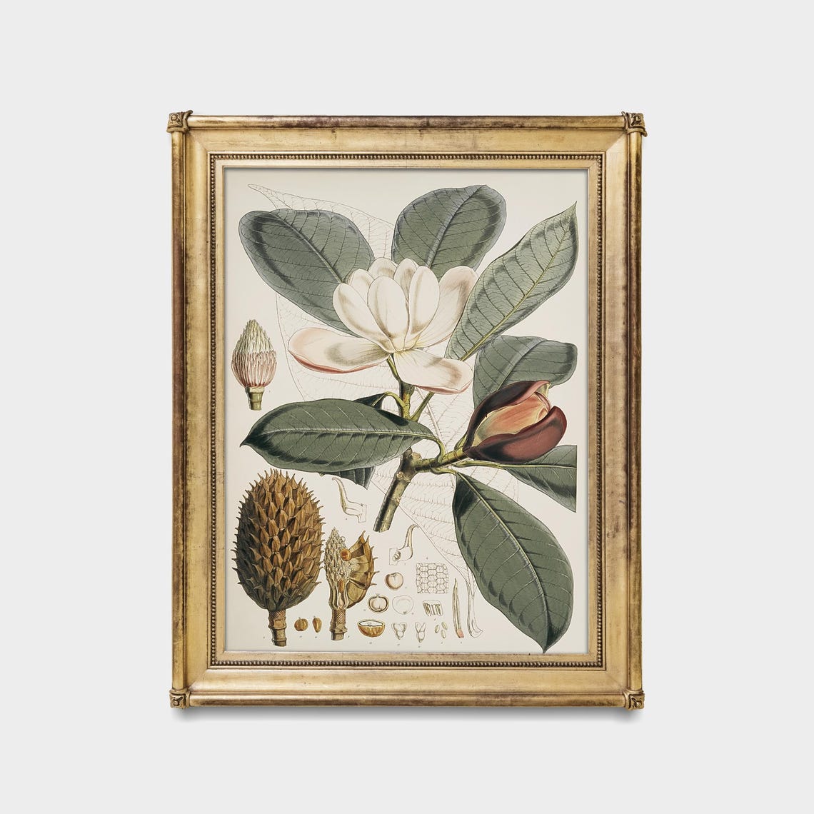 Antique Magnolia Flower Botanical Illustration Study Wall Poster - Image 5