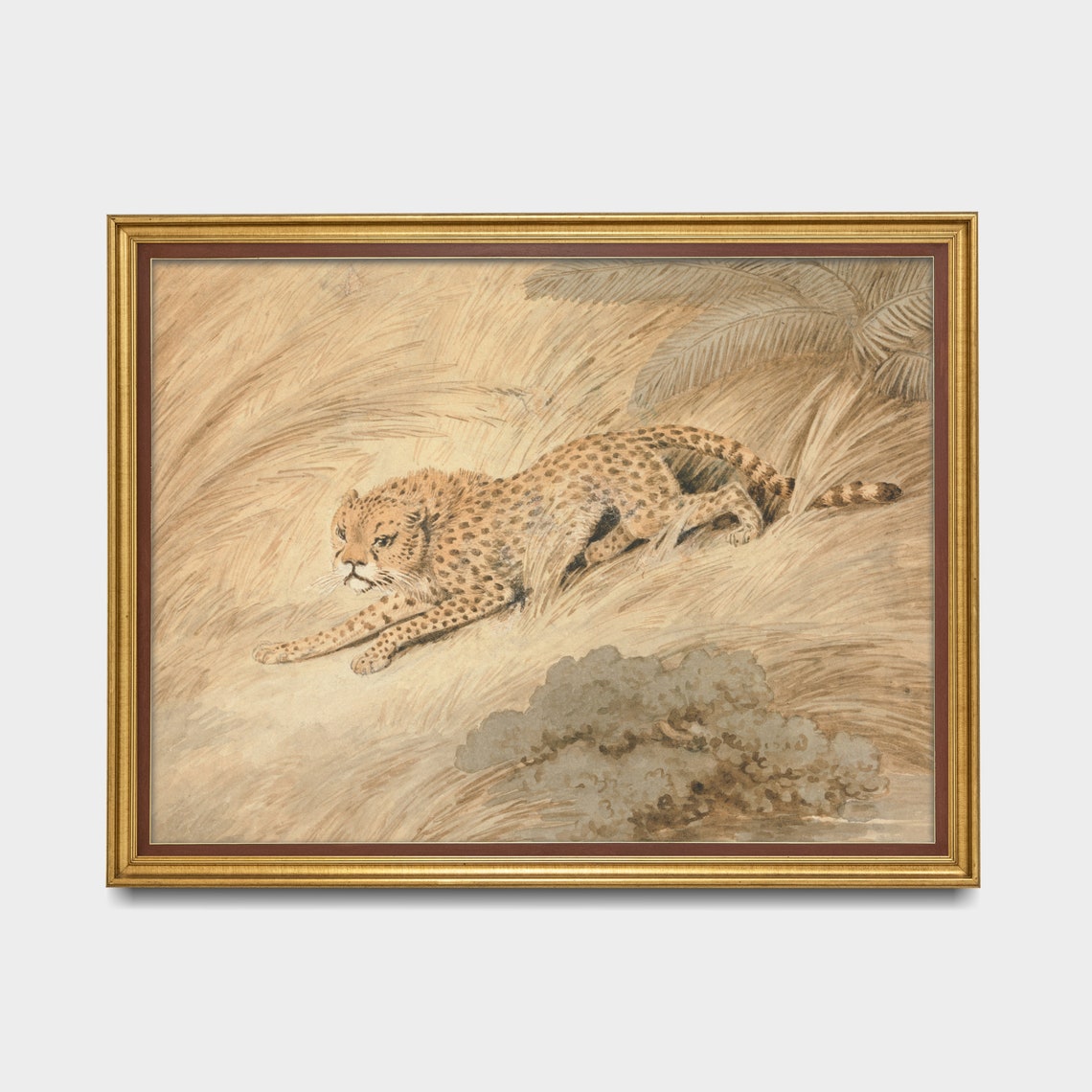 Antique Cheetah Crouching in Tall Grass Naturalist Study Poster - Image 3