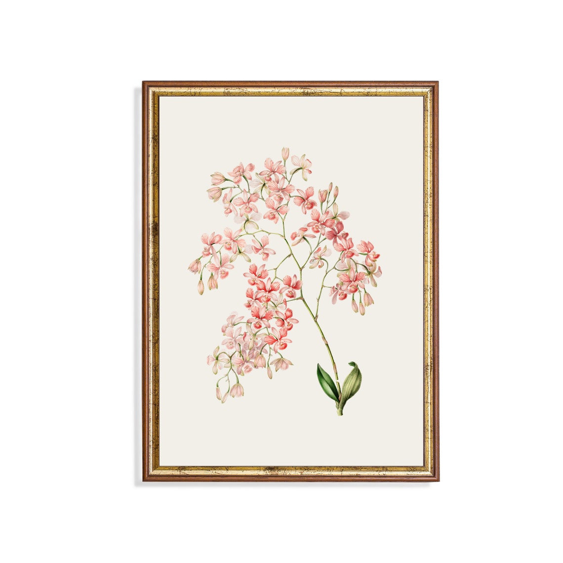 Vintage Flower Print Antique Botanical Painting Wall Art Country Farmhouse Decor Living Room Floral Art