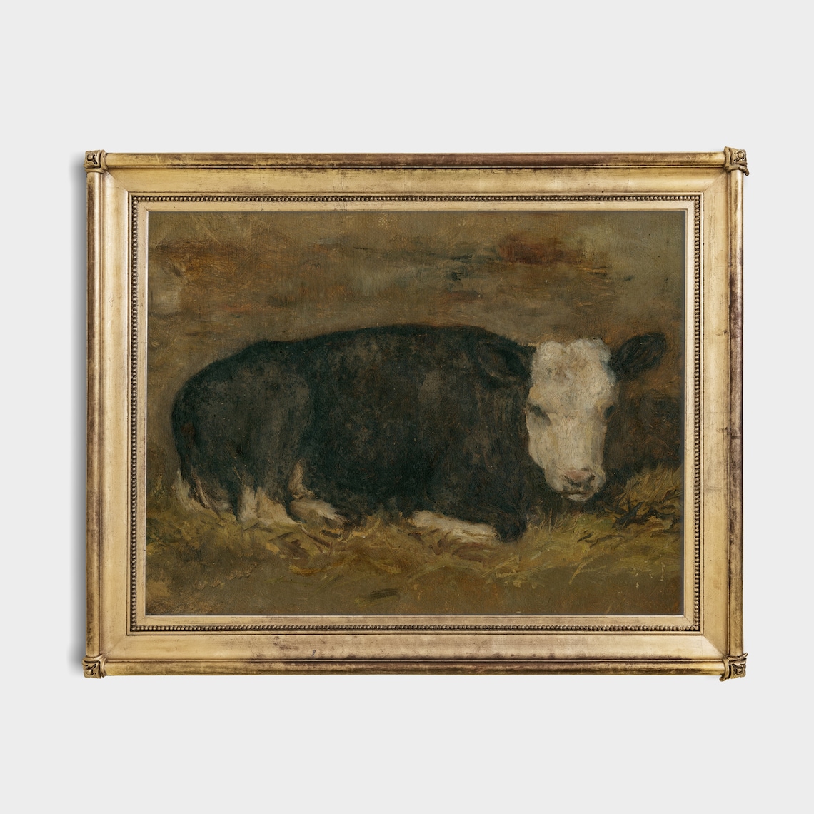 Black and White Calf Resting in Straw Vintage Farm Animal Poster - Image 2