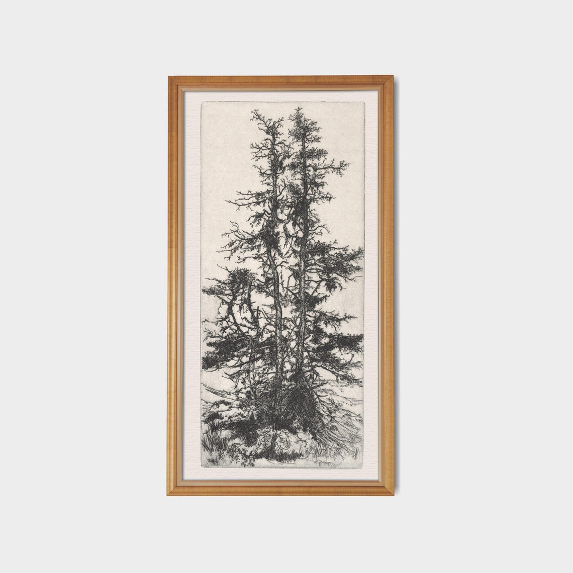 Tall Pines Black and White Etching Antique Tree Study Poster