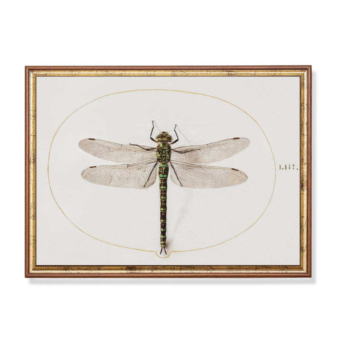 Green Hawker Dragonfly Antique Natural History Insect Poster