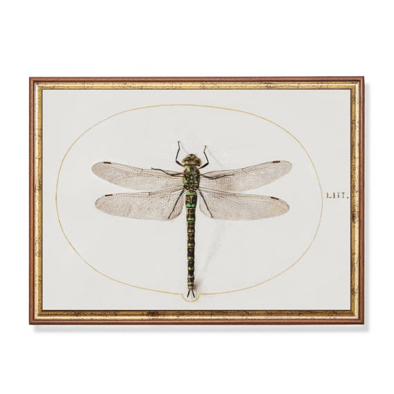 Printed And Shipped Vintage Dragonfly Print Antique Art Print Neutral Art Farmhouse Decor Physical Prints
