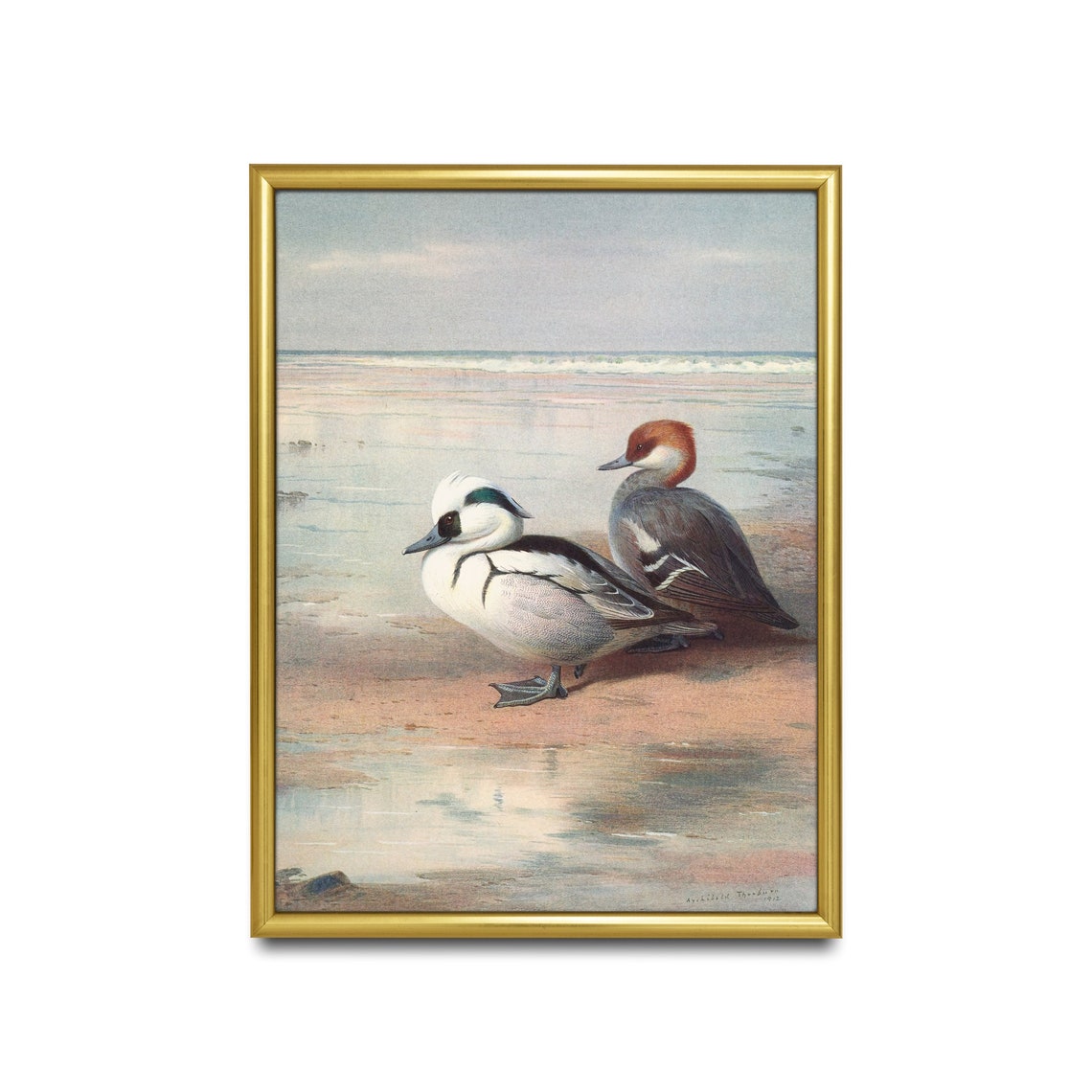 Pair of Smew Ducks Standing at the Waterline on a Beach Poster - Image 2