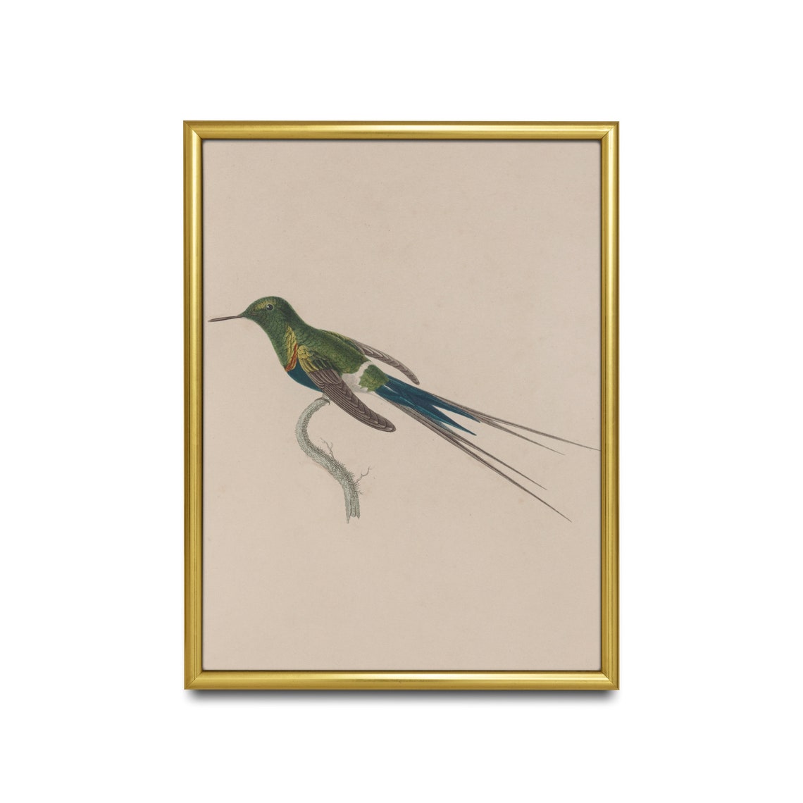 Long Tailed Green Hummingbird Antique Naturalist Bird Study Poster - Image 2
