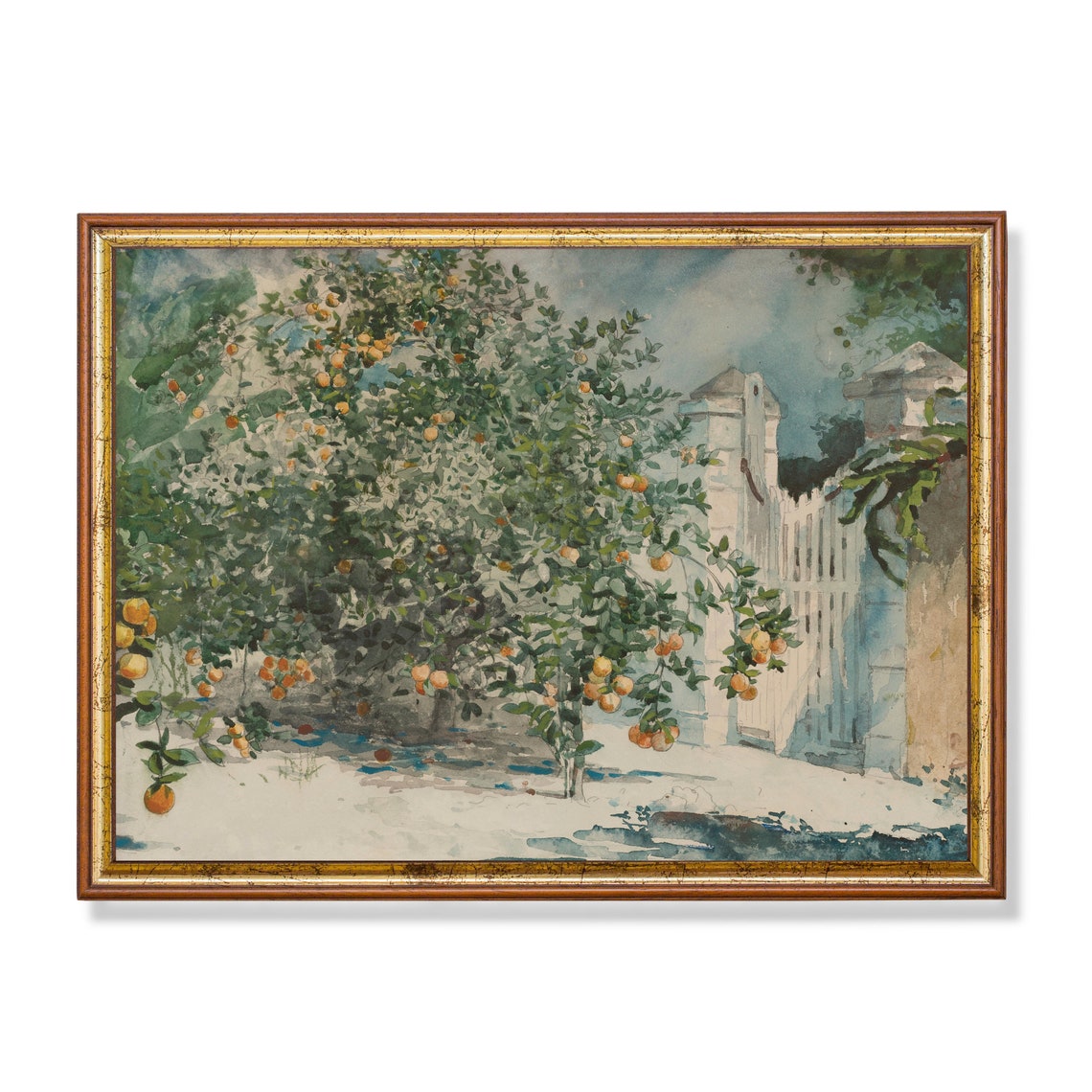 Orange Trees Heavy With Fruit Beside a White Gate Watercolor Poster