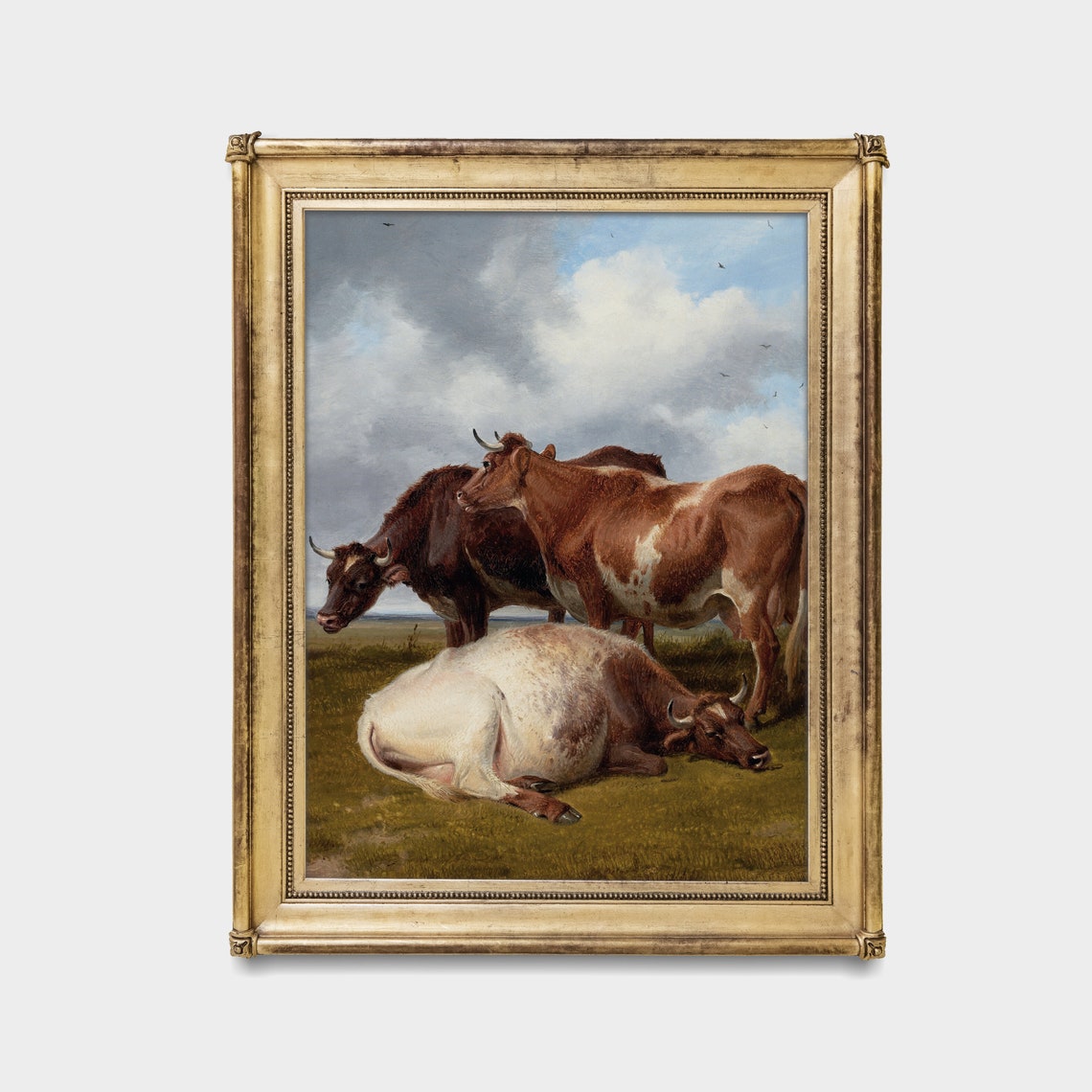 Three Brown And White Cattle Resting In The Field Under Clouds Poster - Image 3