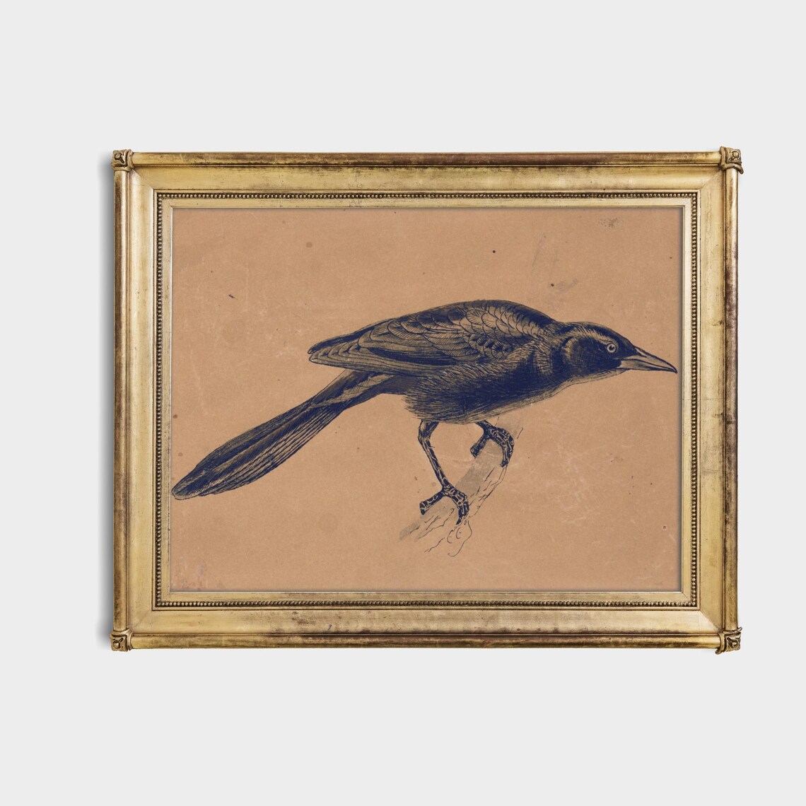 Black Crow Bird Engraving on Aged Paper Antique Naturalist Poster - Image 4