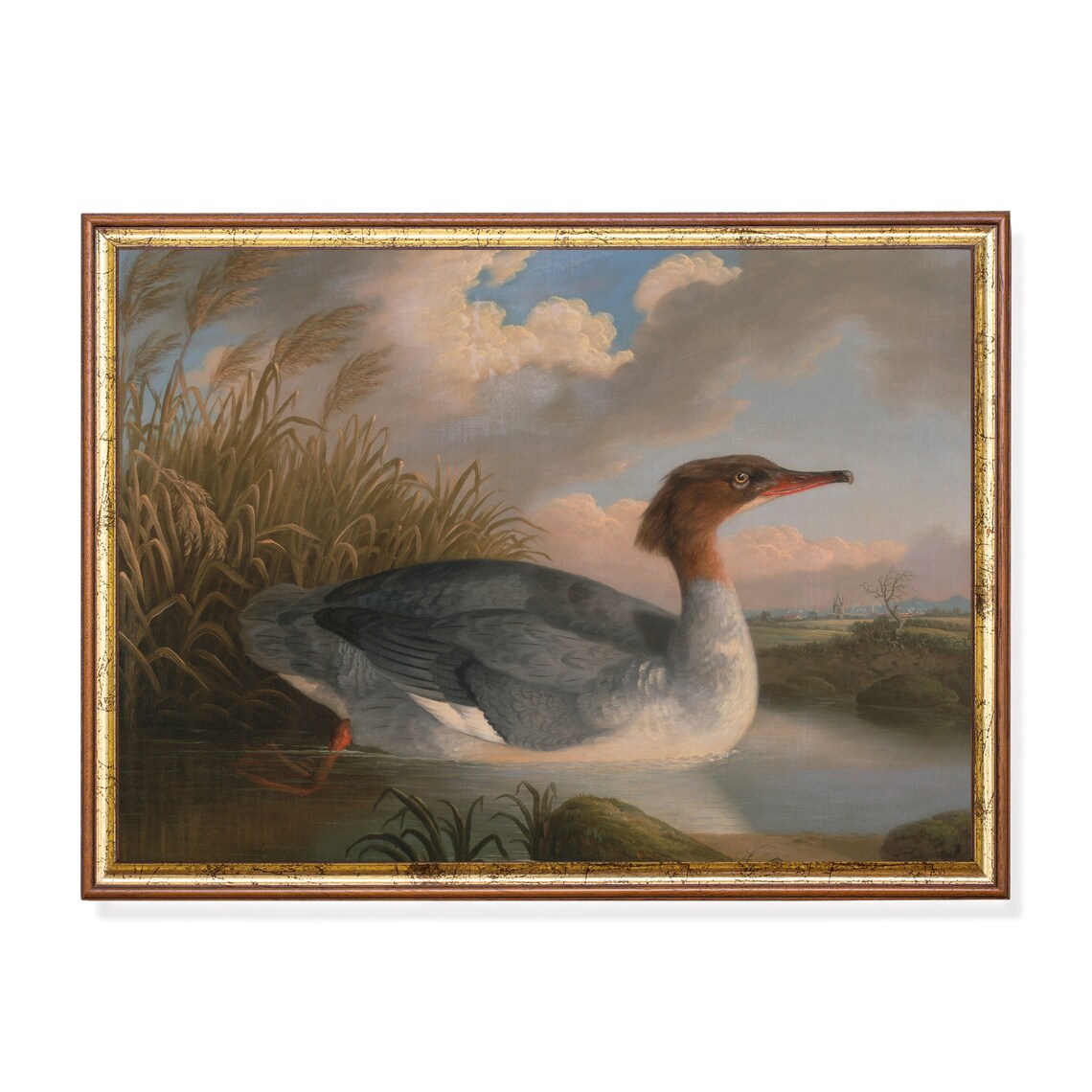 Female Goosander Swimming Among Reeds Vintage Bird Art Poster