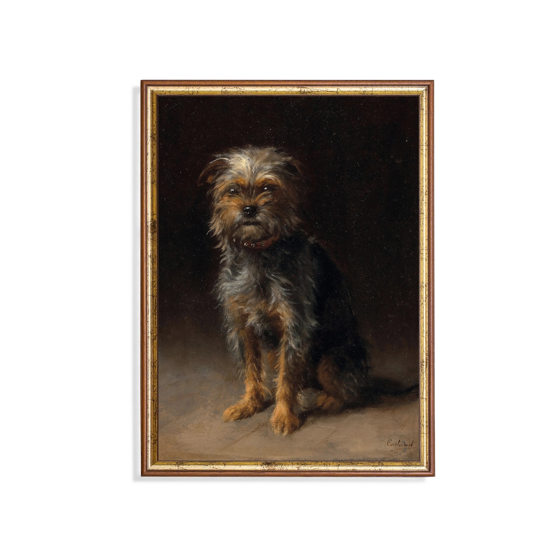 Scruffy Terrier Dog Sitting Against a Dark Background Animal Poster