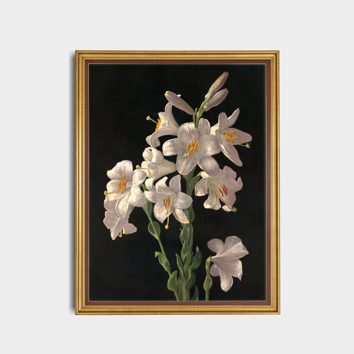 Elegant White Lilies Blooming Against a Deep Black Background Poster - Image 5