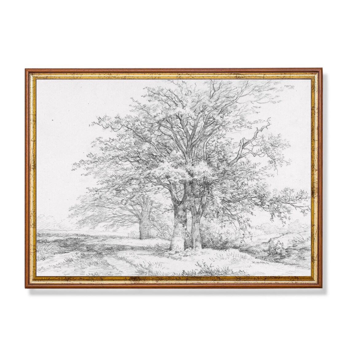 Oak Trees Pencil Sketch Antique Landscape Drawing Vintage Art Poster