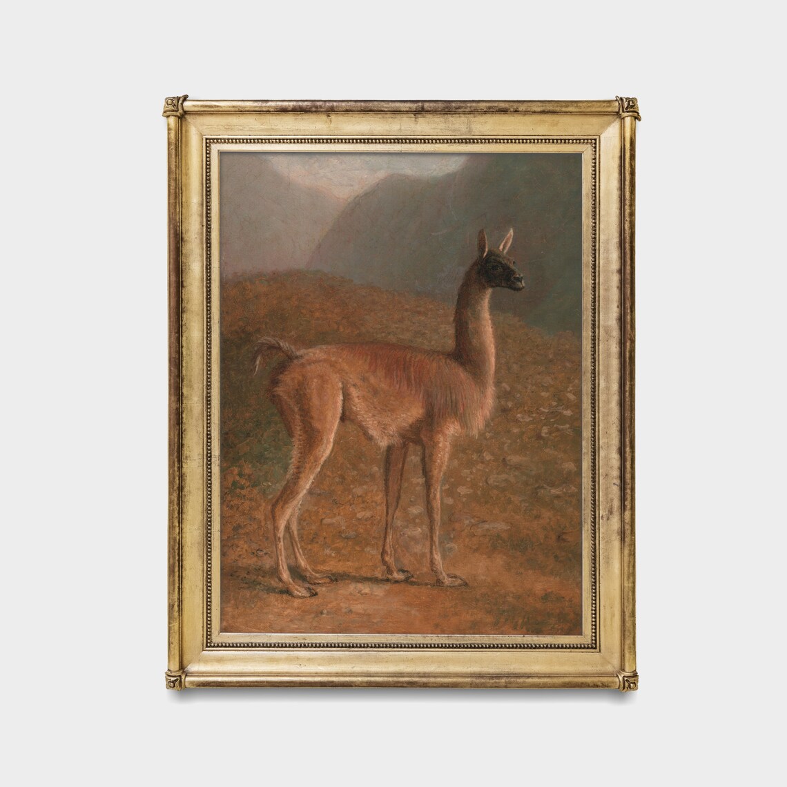 Guanaco Standing in the Andes Mountains Vintage Wildlife Poster - Image 2