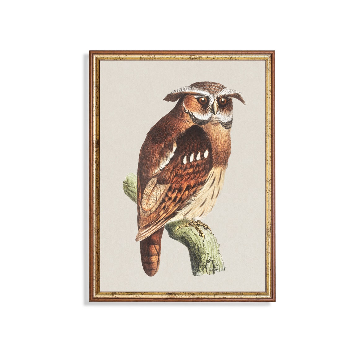 Crested Owl Perched on a Branch Vintage Bird Portrait Poster