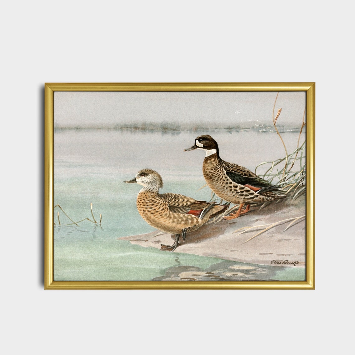 Two Spotted Ducks by the Water Vintage Allan Brooks Birds Poster - Image 2