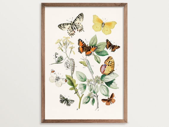 Vintage Butterfly, Fairycore Cottagecore Decor Poster