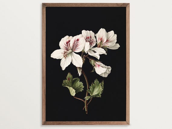 Pelargonium Dark Botanical Print, Vintage Floral Art Print