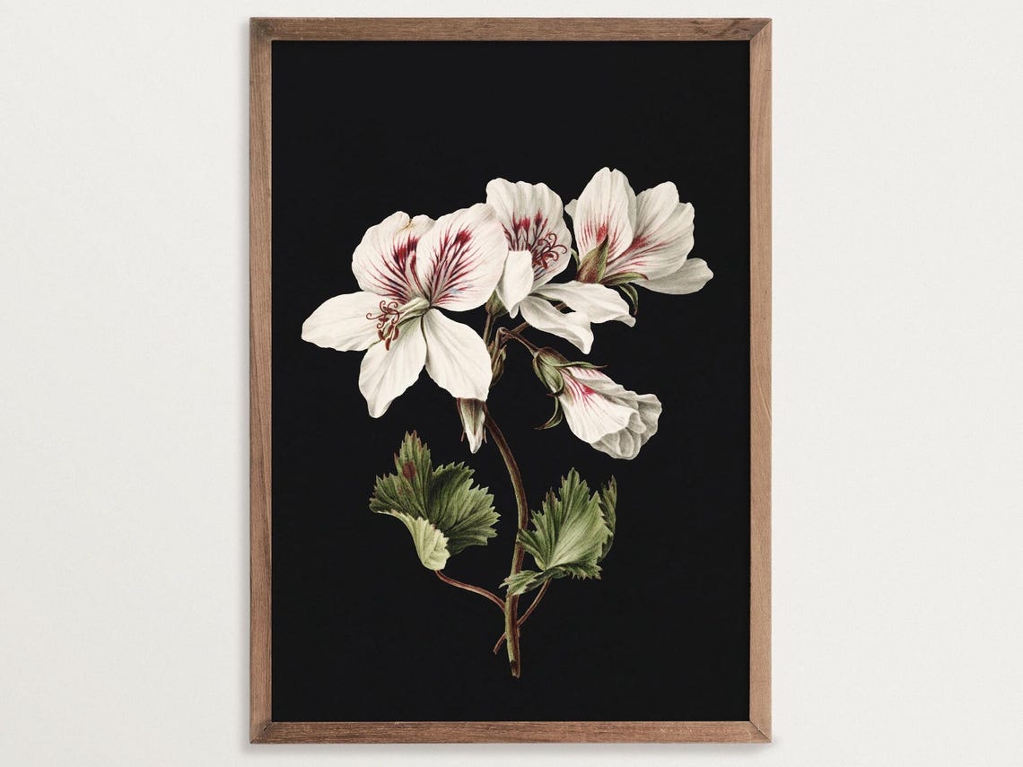 Pelargonium Dark Botanical Print, Vintage Floral Art Print