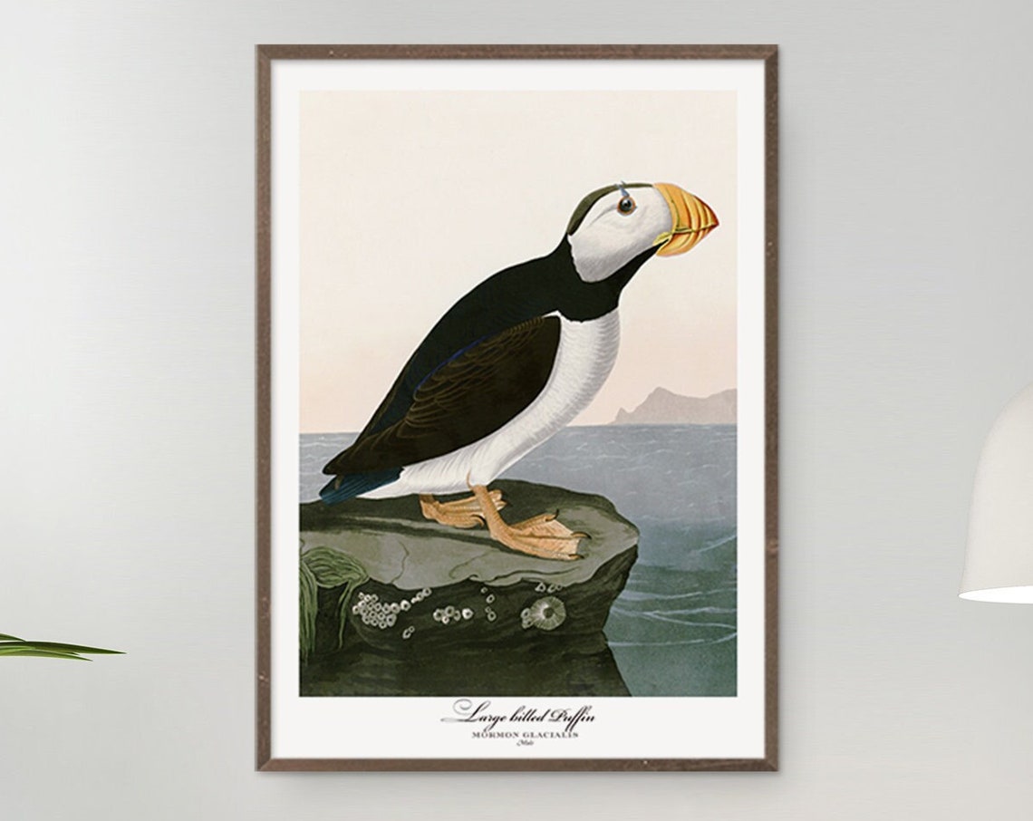 Large Billed Puffin Audubon Style Vintage Seabird Coastal Wall Art - Image 7