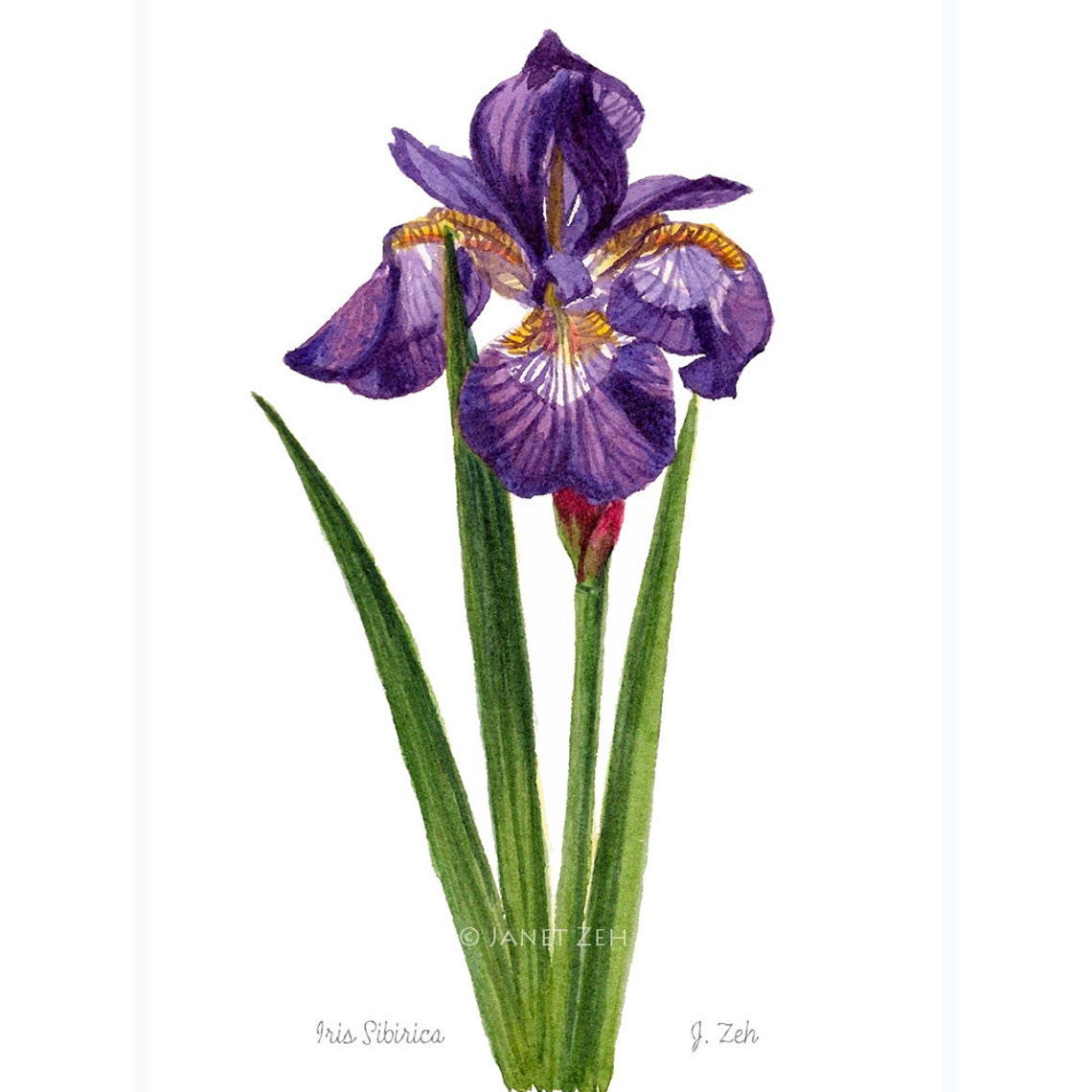 Siberian Iris Botanical Watercolor Purple Iris Flower Art Poster