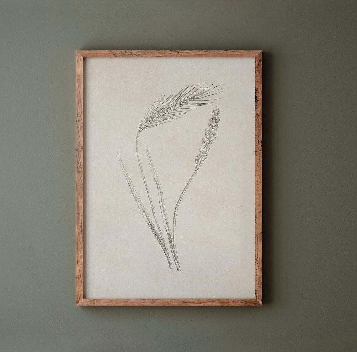 Vintage Wheat Botanical Line Drawing, Farmhouse Art Print - Image 3