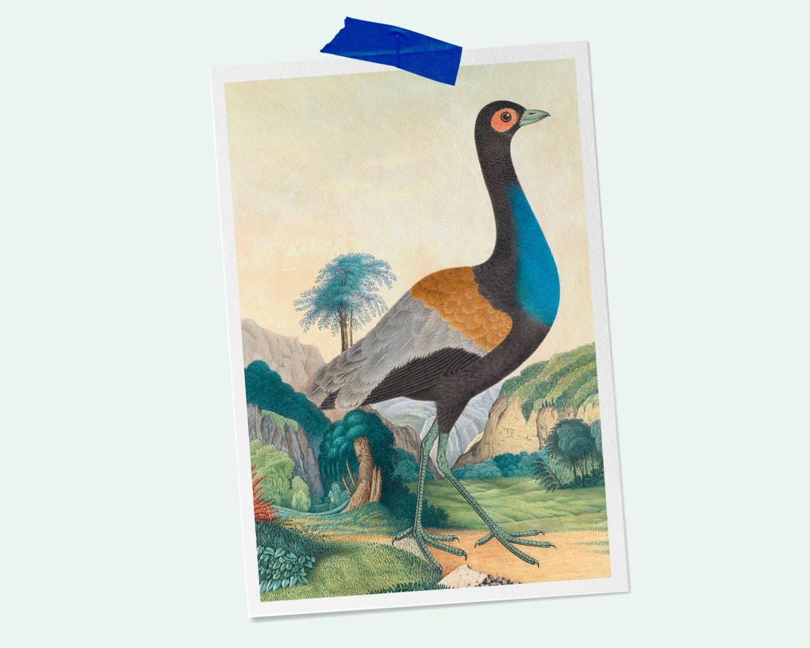 Large Exotic Game Bird Vintage Natural History Illustration Print - Image 2