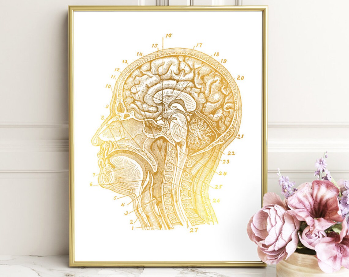 Human Brain Anatomy Gold Foil Vintage Medical Neuroscience Wall Art