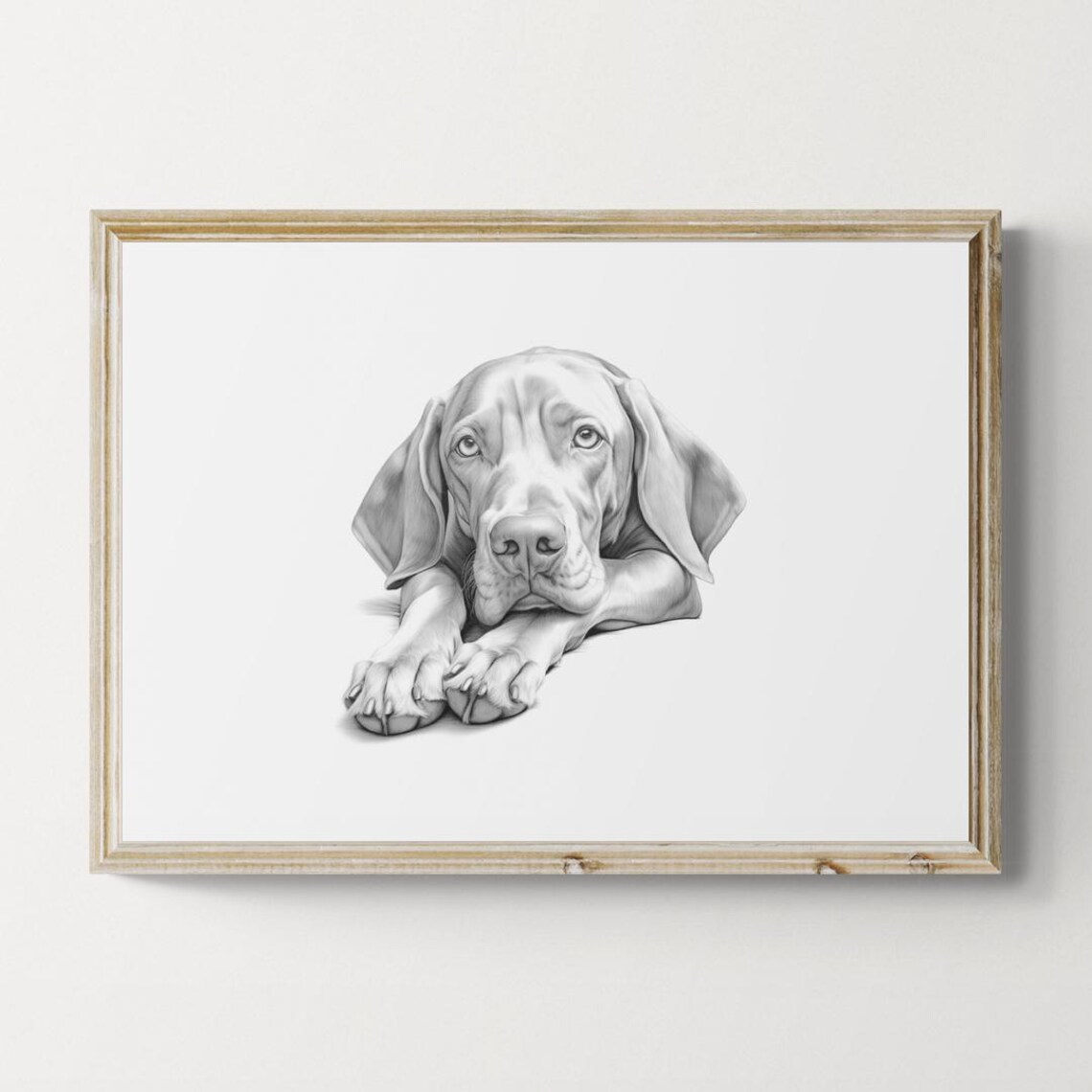 Vizsla Sleek Amber Eyed Dog Sketch Lying Down Vintage Dog Poster