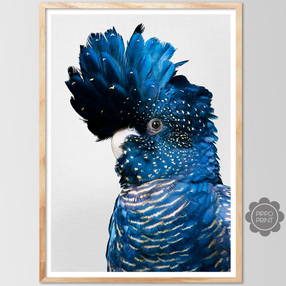 Black Cockatoo Art Print, Australian Bird Poster
