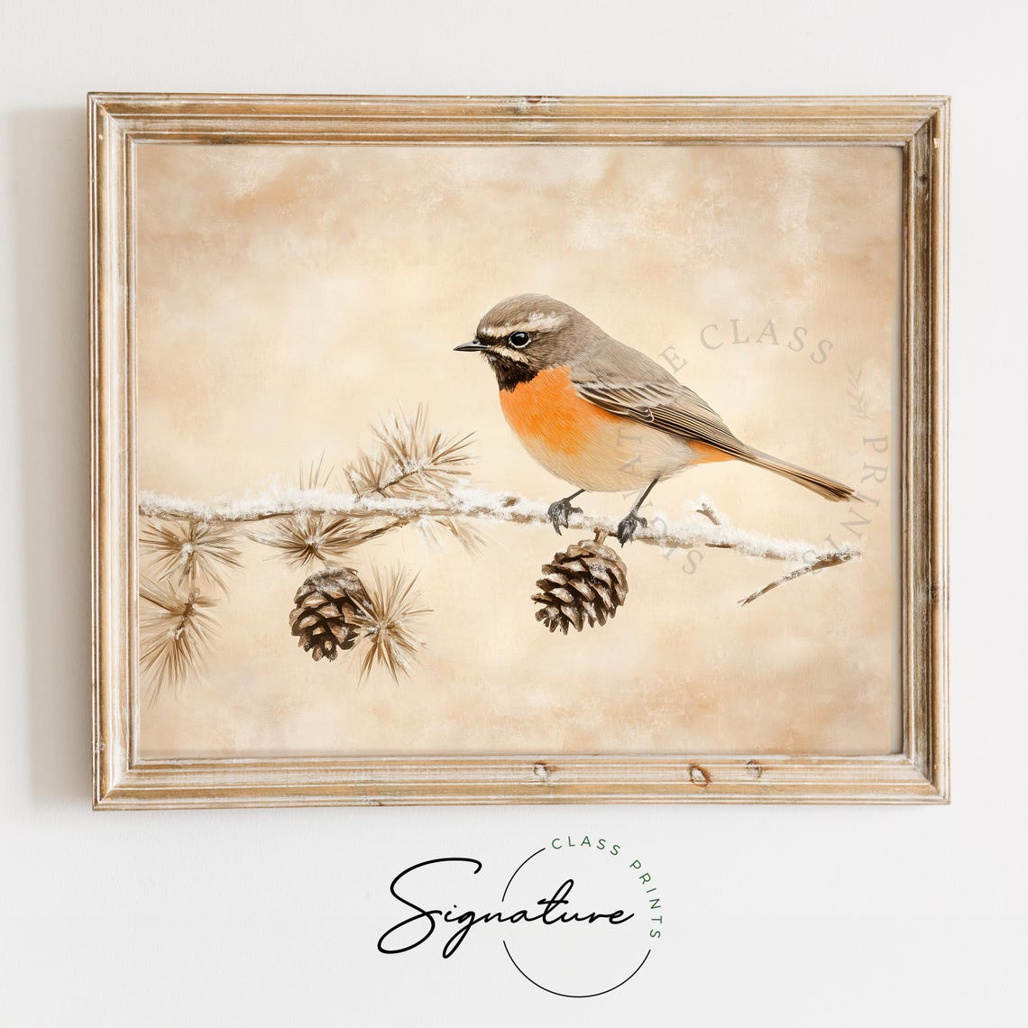 Common Redstart With Snowy Pinecones Rustic Winter Bird Poster