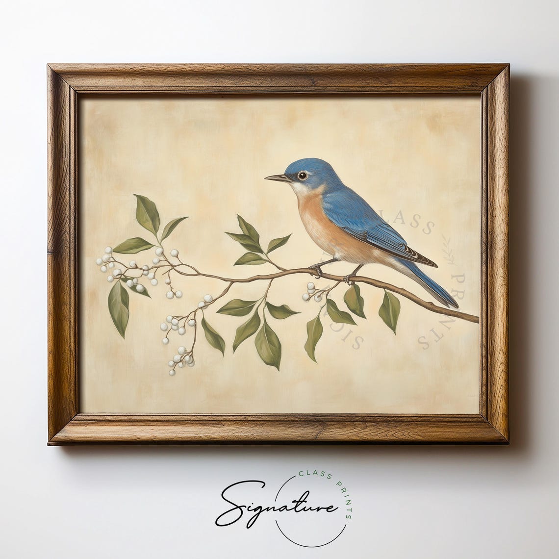 Eastern Bluebird on Branch with White Berries Bird Art Poster - Image 5