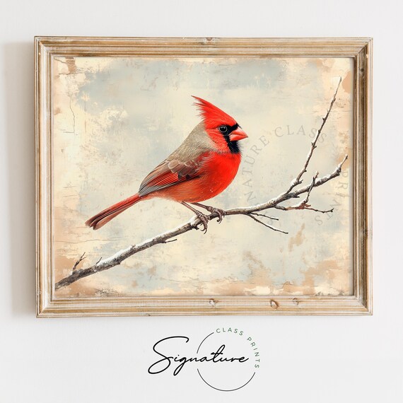 Vibrant Red Cardinal Perched On Frosted Winter Branch Vintage Poster