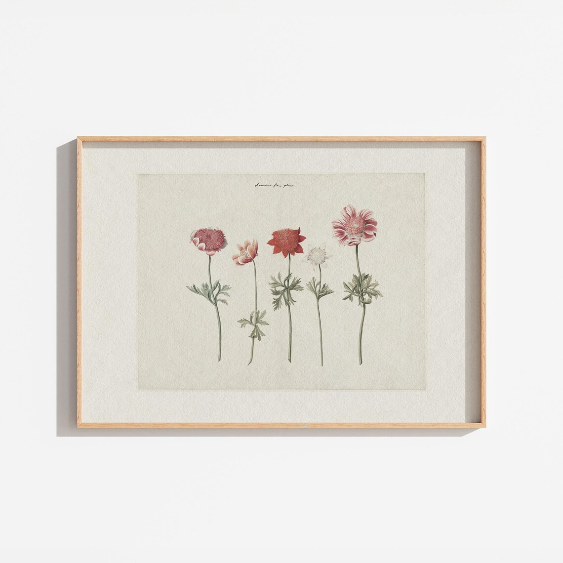 Vintage French Botanical Art Red Pink Anemone Flower Drawing Wall Art