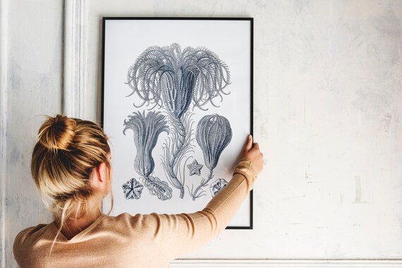 Sea Lilies Scientific Illustration Vintage Crinoid Engraving Art Poster
