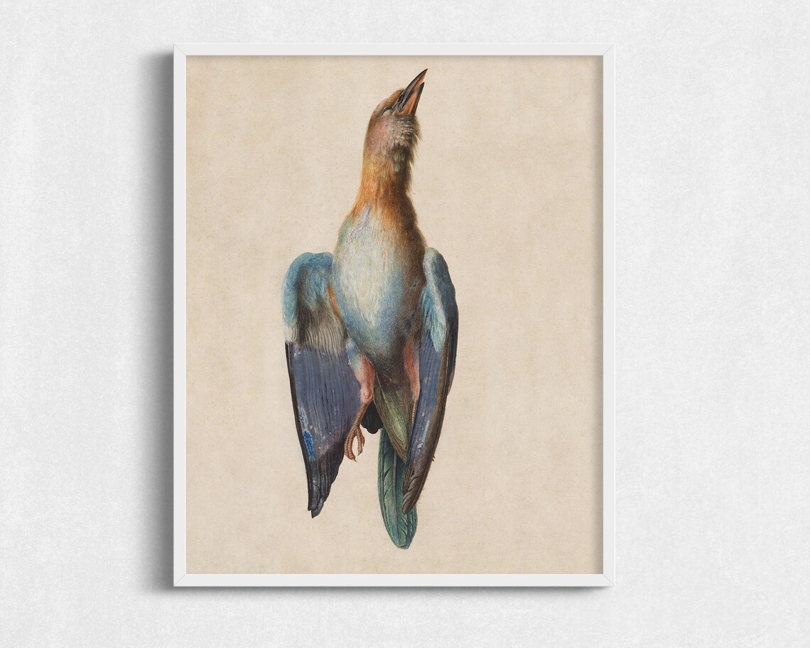 Vintage Bird Study Art Print, Antique Scientific Style