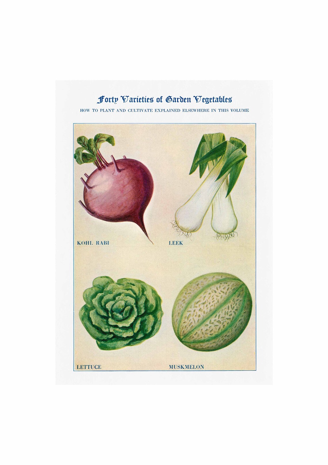 Forty Varieties of Garden Vegetables Kohl Rabi Leek Lettuce Poster