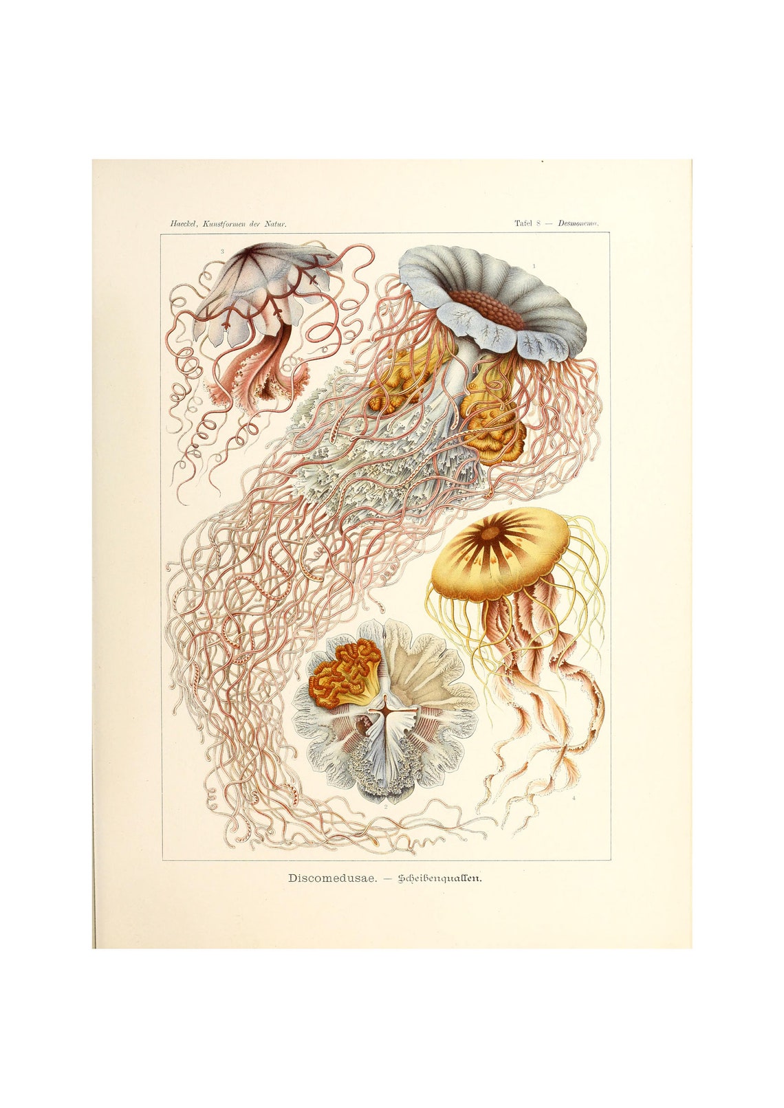 Ernst Haeckel Art Forms In Nature Discomedusae Common Jellyfish 1904 Giclee Fine Art Print Framedunframedcanvas