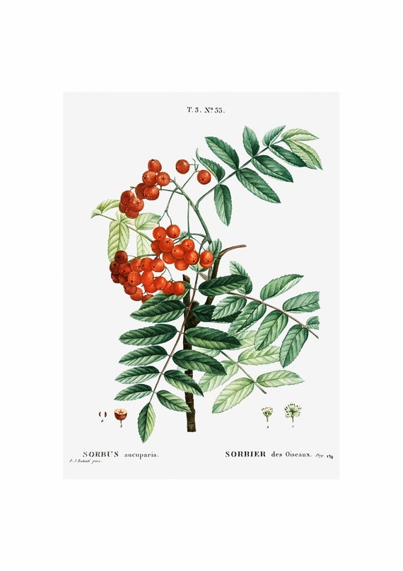 Mountain Ash Art Print