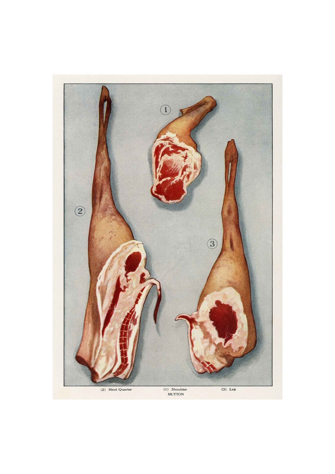 Vintage Lamb Chops Art Print